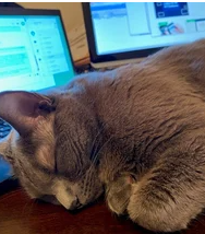 blame it on the furry coworker